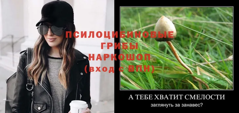 сколько стоит  Сухиничи  Псилоцибиновые грибы Magic Shrooms 